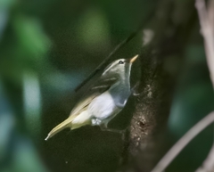 Phylloscopus claudiae