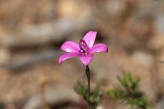 Elythranthera emarginata