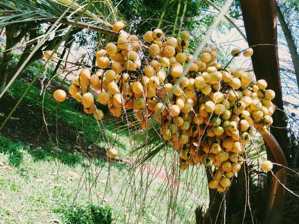 Imagem de Butiá