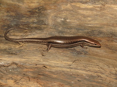 Brasiliscincus heathi