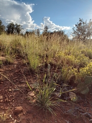 Bouteloua curtipendula