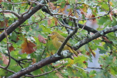 Piranga rubra