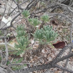Tournefortia gnaphalodes