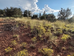 Bouteloua curtipendula