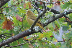 Piranga rubra