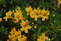 Diplacus × australis