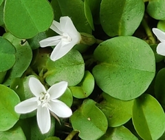 Evolvulus nummularius