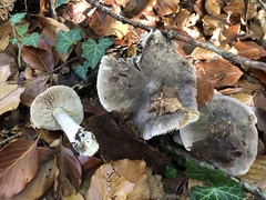 Tricholoma sciodes