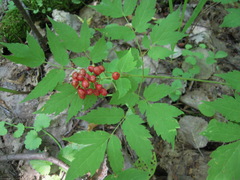 Actaea erythrocarpa