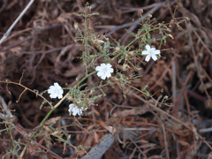 Stephanomeria