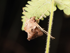 Chrysodeixis eriosoma