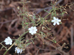 Stephanomeria