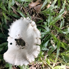 Lentinus sajor-caju