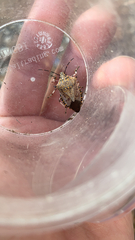 Alcaeorrhynchus grandis