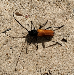 Tragidion coquus