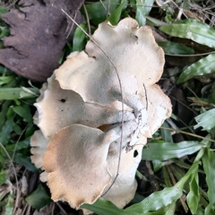 Lentinus sajor-caju