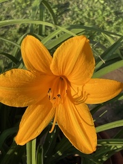 Hemerocallis