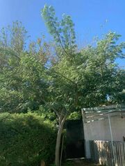 Enterolobium contortisiliquum