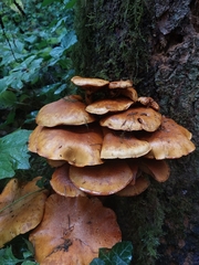 Gymnopilus ventricosus