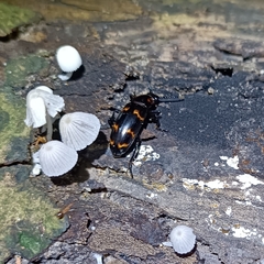 Episcapha quadrimacula