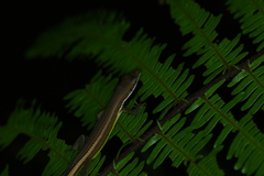 Takydromus intermedius