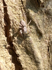 Menemerus taeniatus