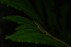 Takydromus intermedius