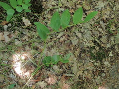 Polygonatum odoratum