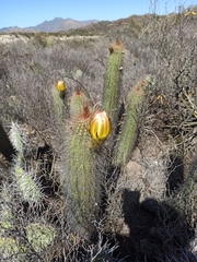 Trichocereus huascha