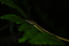 Takydromus intermedius