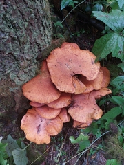 Gymnopilus ventricosus