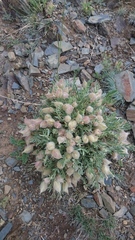 Oxytropis tragacanthoides