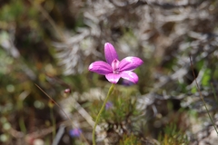 Elythranthera emarginata