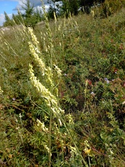 Aconitum barbatum