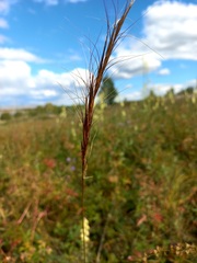 Elymus gmelinii