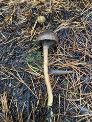 Chroogomphus vinicolor