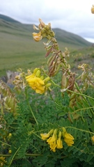 Astragalus mongholicus