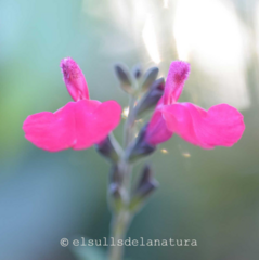 Salvia microphylla