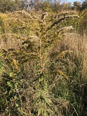 Solidago