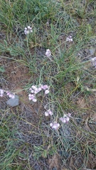 Allium rubens
