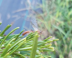 Ophion obscuratus