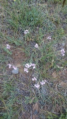 Allium rubens