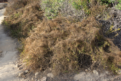Cuscuta californica