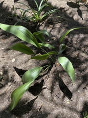Aspidistra