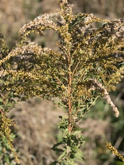 Solidago