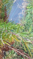Ophion obscuratus