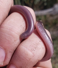 Rhinotyphlops lalandei