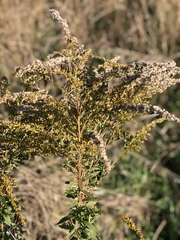 Solidago
