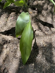 Aspidistra