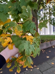 Acer pseudoplatanus
